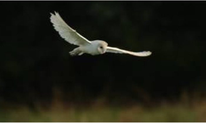 Community Fund: Supporting local barn owl conservation in Northwest Norfolk